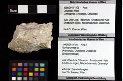 Foto (Objket + Etiketten) von Goniodromites sp. 